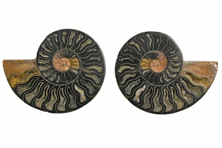 Cut/Polished Ammonite Fossil - Unusual Black Color #132620
